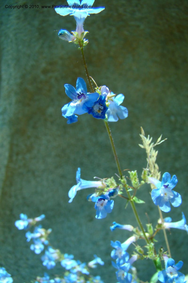 Penstemon albertinus, C. Davidson 11367--Idaho. Idaho Co. Salmon River. Polly Bemis Ranch. 27 May 2009. 203.jpg