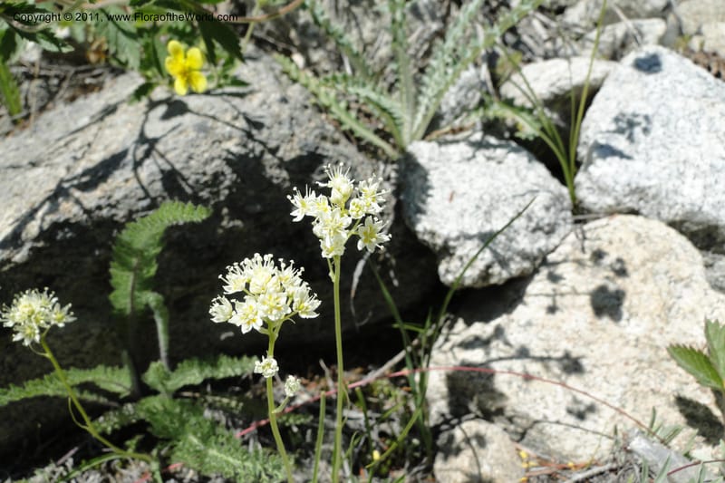 Zigadenus paniculatus, C. Davidson 11861--Idaho. Valley Co. Lick Creek Rd. 4 July 2011. 070 (6).jpg