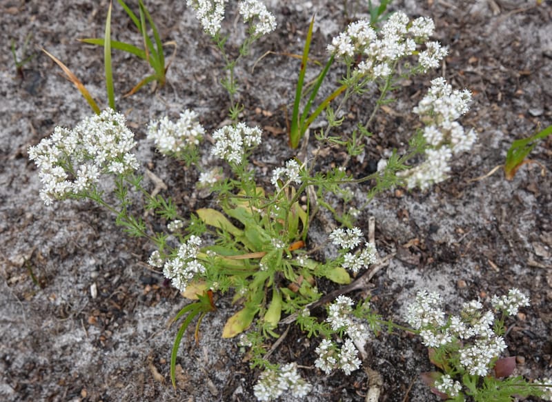 Eremosyne pectinata, Davidson, C 13494--Australia. W. A. Two People's Bay Nat. Res. 29 Oct 2016. DSC06475 (11).JPG