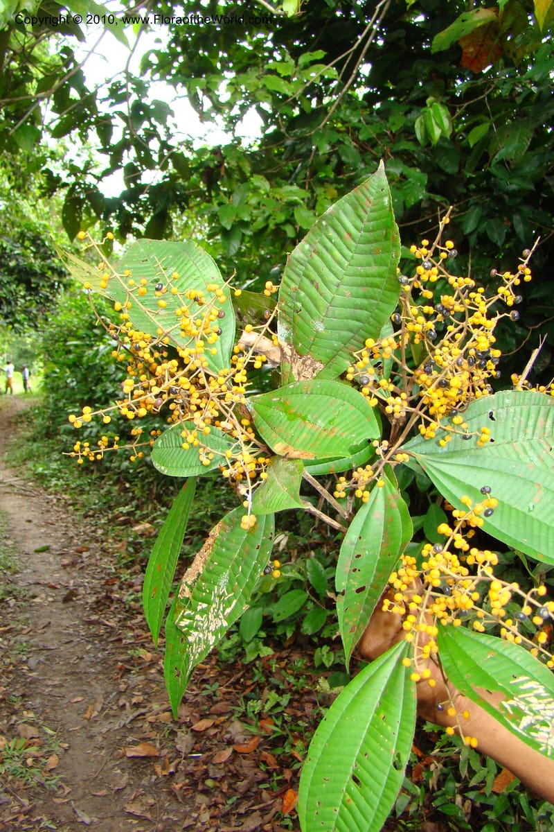 Miconia, Vasquez 34785--Peru. Loreto. Dist. Nauta. Miraflores, Rio Tigre. 10 Nov 08. 274.jpg