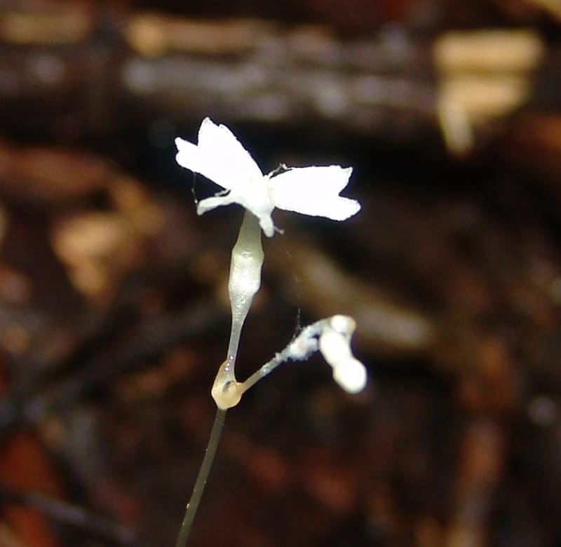 Gymnosiphon, Croat94412--Ecuador. Prov. Pichincha. Res. Guaycuyacu. 10 Feb 05.283.jpg