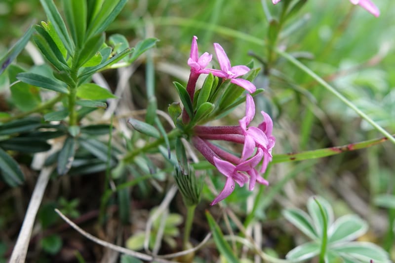 Daphne cneorum, Not coll.-- Switzerland. Col de Marchairuz. Grande Rolat Foret. 29 Jun 2016. DSC06193 (76).JPG