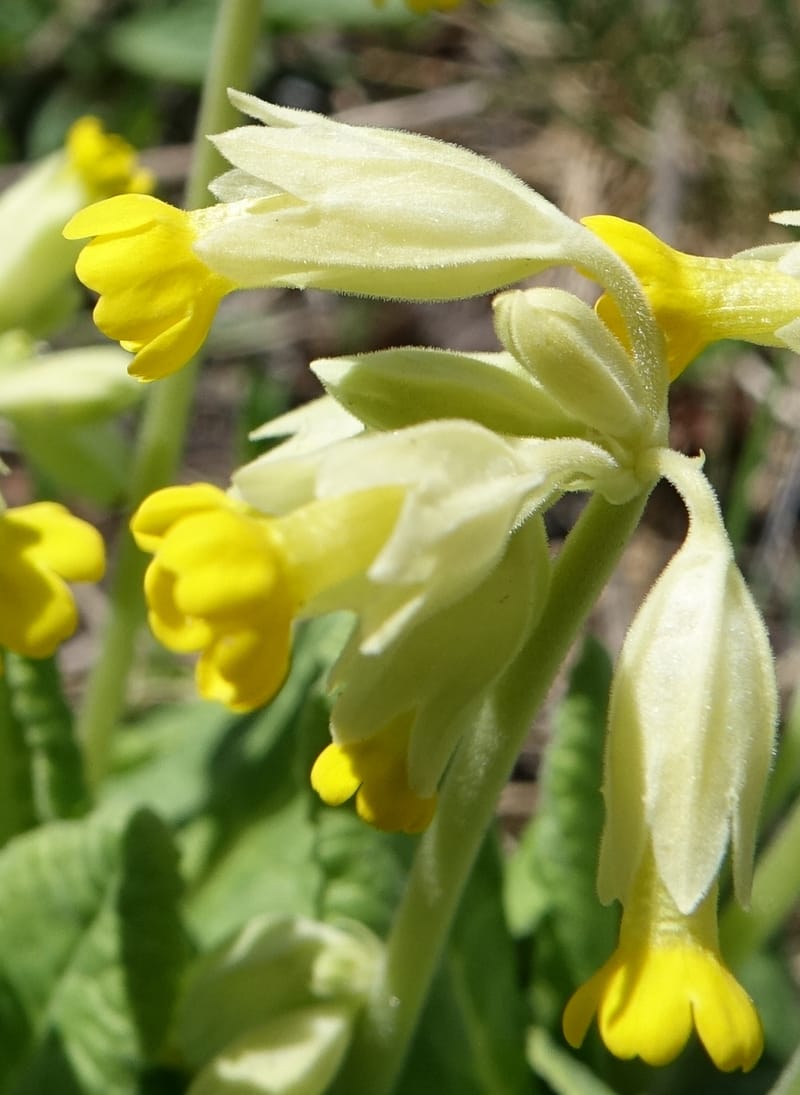 Primula veris subsp. veris, Davidson, C 13321--Switzerland. Les Violettes. 4 Jul 2016. DSC09126 (389).JPG