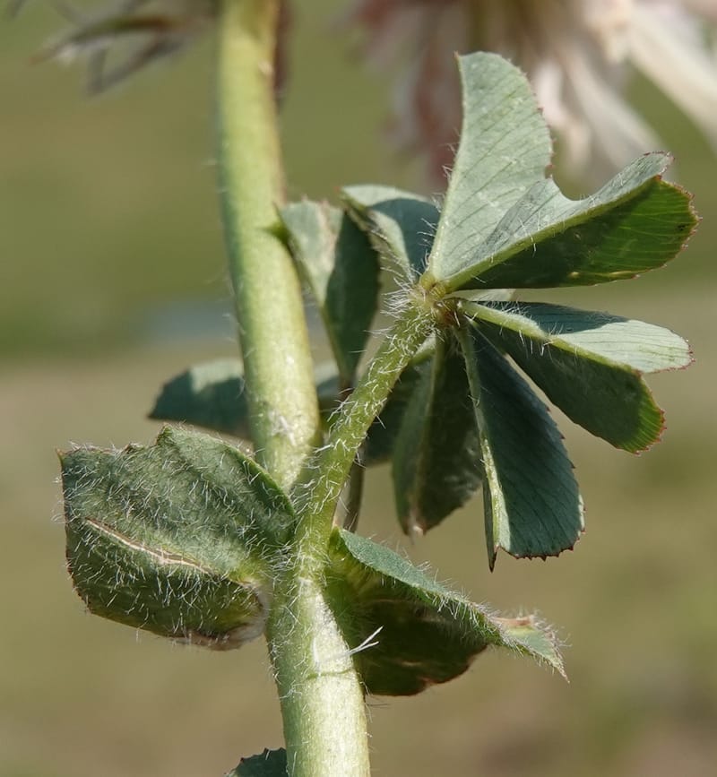 Trifolium macrocephalum, C. Davidson 13789--Oregon. Wallowa Co. Upper Camp Creek Canyon. 5 Jun 2018. DSC05225 (35).JPG