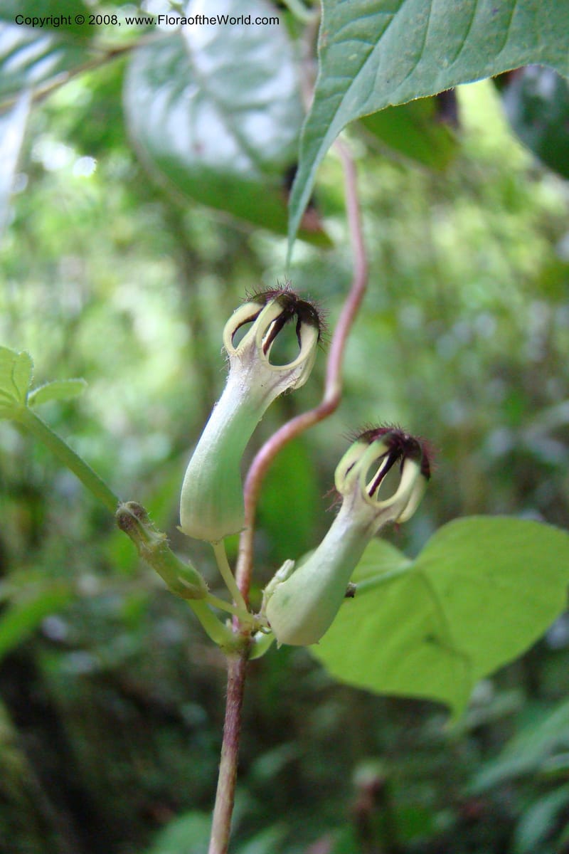 Ceropegia, WKindeketa2973--Tanz. Rungwe Distr. Rungwe For. Res. 24 Jan 08. 081.jpg