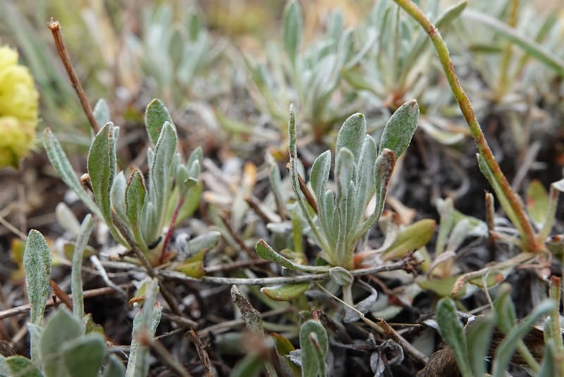 Eriogonum douglasii, C. Davidson 13770--Oregon. Wallowa Co. Upper Camp Creek Canyon. 4 Jun 2018. DSC04733 (112).JPG