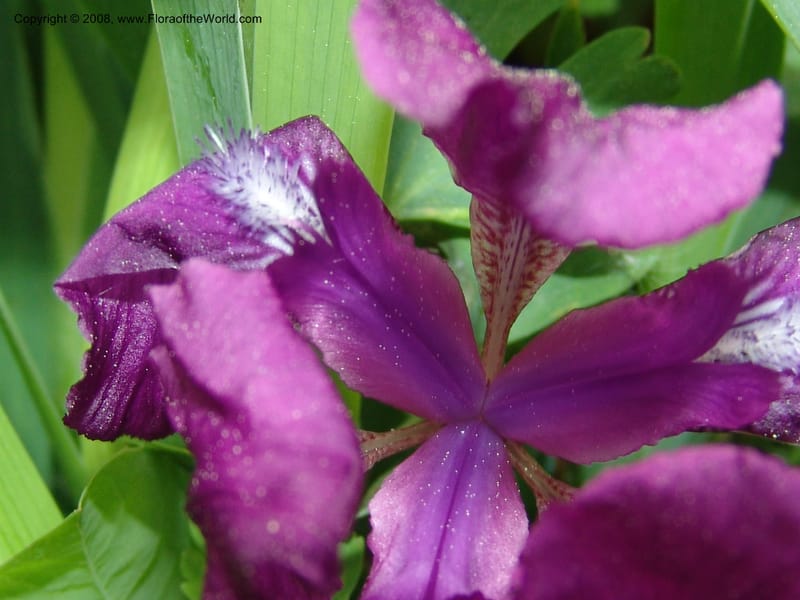 Iris hungarica--Georgia. Bakuriani Botanical Garden. 7 Jun 05. 088.jpg