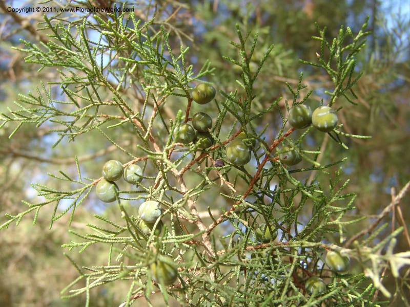 Juniperus phoenicea--Spain. Andalucia. Parque Nacional Donana. 7 Oct 04. 062.jpg