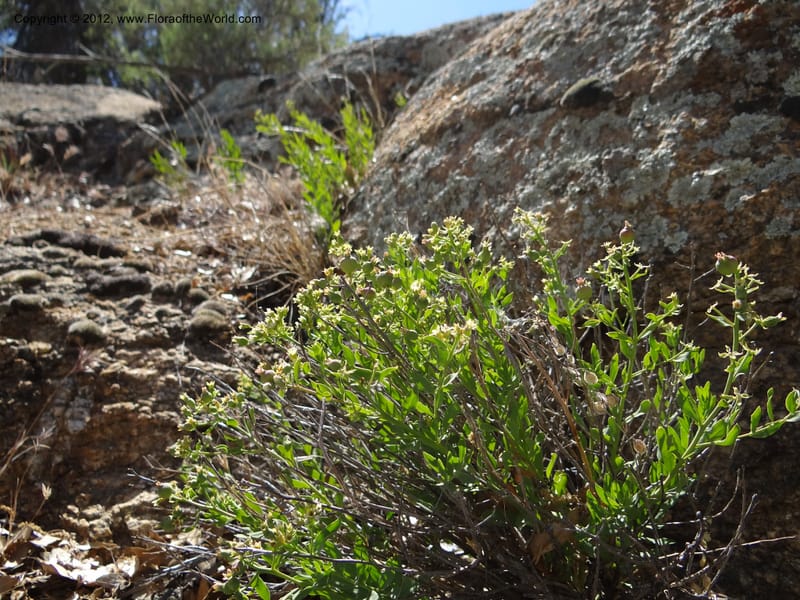 Comandra umbellata, Davidson, C 11942--AZ. Yavapai Co. Crown King Rd. 7 May 2012. DSC0894 1 (111).JPG