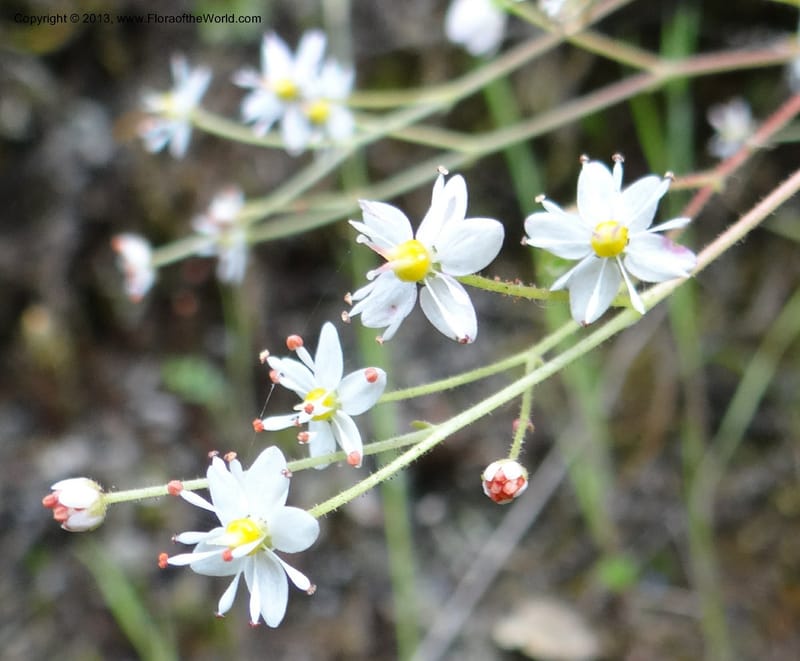 Saxifraga mertensiana, Davidson, C 12120--Calif. Trinity Co. Hwy 299. 15 Apr 2013. DSC03030 (6).JPG