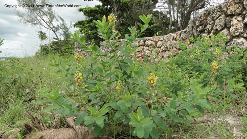 Crotalaria, R. Gereau 7170--Tanzania. Beach near Bagamoyo Country Club. 8 May 2010. 209 (99).jpg