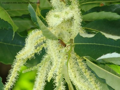Pale yellow catkins in bloom with surrounding foliage