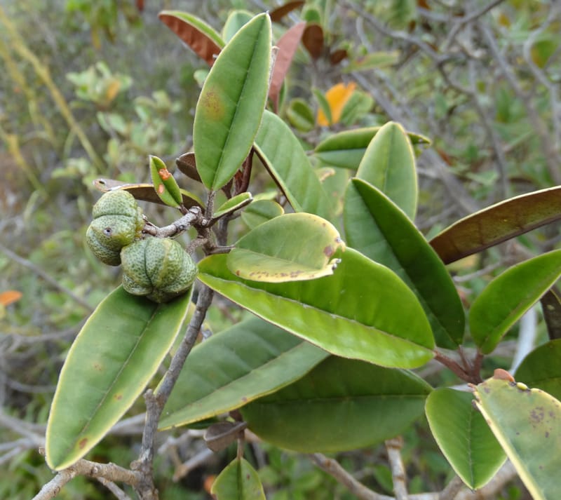 Myrtopsis, Lowry, P 7378--New Caledonia. Mont Dzumac. 12 Nov 2015. DSC01563 (616).JPG