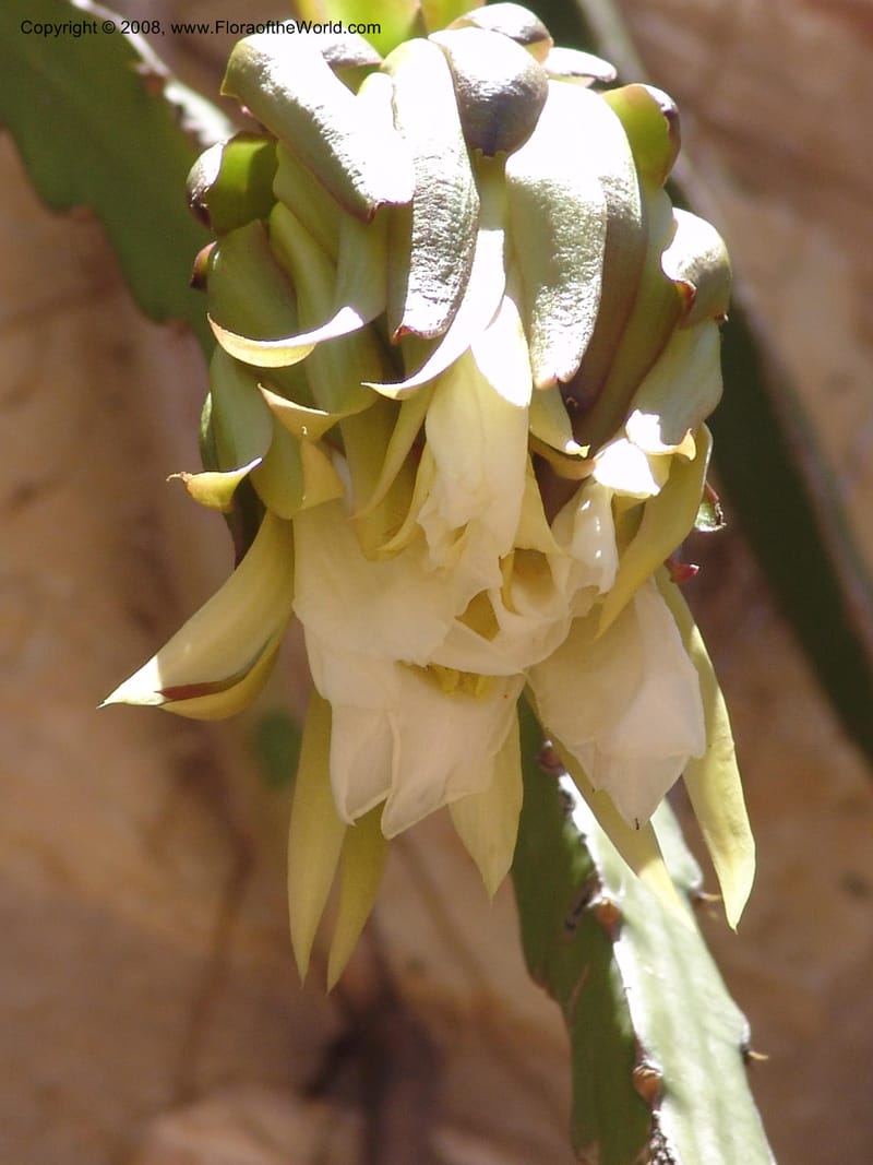 Heliocereus undatus, s.n.--MX. Oaxaca. Oaxaca. Jardin Etnobotanico. 5 Aug 2007. 508.jpg