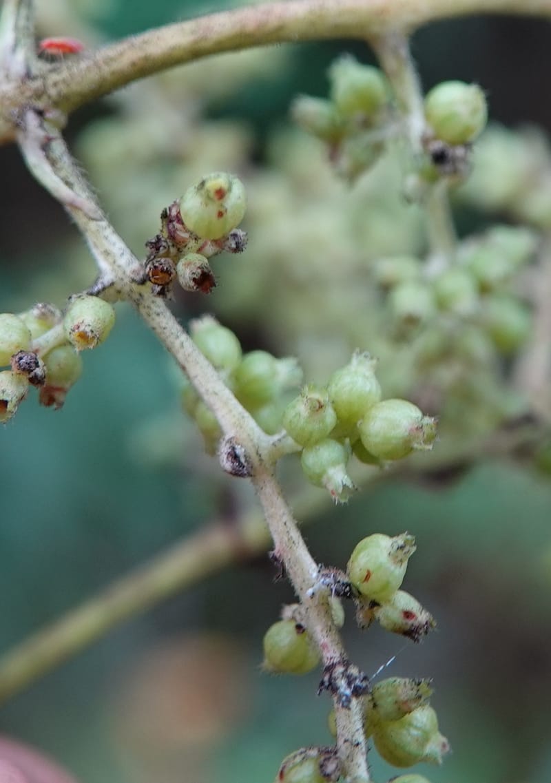 Wendlandia ligustrina, D. Boufford 44129--China. Yunnan. Meizi Lake Park. 3 May 2018. DSC01424 (255).JPG