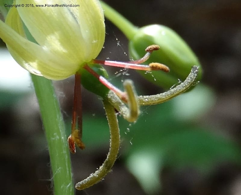 Mediola virginiana, Davidson, C 12947--North Carolina. Trans. Co. W Cradle of For. 11 May 2015. DSC03837 (54).JPG