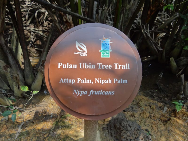 Singapore. Pulau Ubin. 23 Mar 2012. DSC05211 (3).JPG