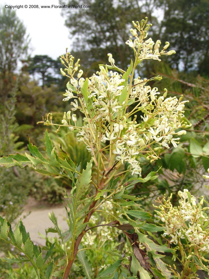 Lomatia fraxinifolia, s.n.--CA. San Francisco Arboretum. 9 Aug 07. 469.jpg