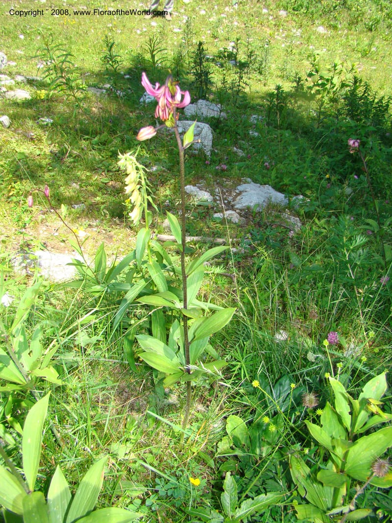 Lilium martagon, CDavidson11254--Slovenia. Gorenska Reg. Velika Planina. 6 Jul 08. 140.jpg