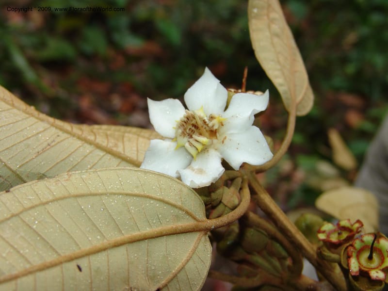 Blakea, DNeill15917--Ecuador. Prv. Zam. Ch. C del Condor. Wawaime plot. 22 Sep 07. 427.jpg
