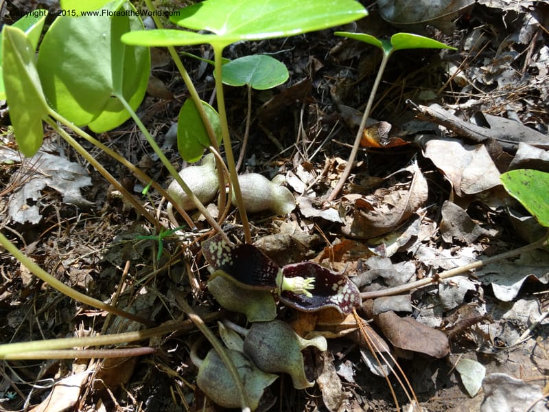 Asarum shuttleworthii, Davidson, C 12948--North Carolina. Trans. Co. W Cradle of For. 11 May 2015. DSC03837 (39).JPG
