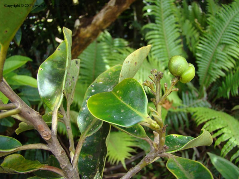 Apodytes clusiifolia,  Munzinger, J 4793--New Caledonia, Aoupinie, 15 ov 2007  342 (2).jpg