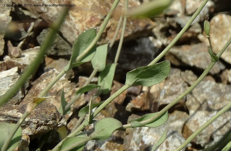 Noccaea fendleri, Davidson, C 12589--ID. Idaho Co. Seven Devils Camp Ground. 15 Jul 2014. DSC00113 (55).JPG