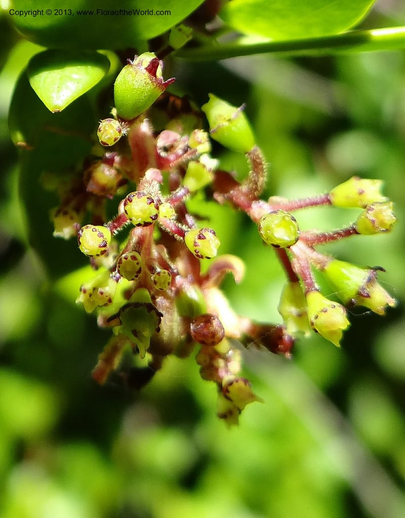 Griselinia scandens, WDS 34067--Chile. Reserva Tanume. 14 Feb 2013. DSC00747 (118).JPG