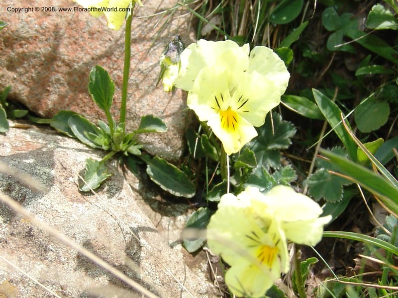 Viola oreades--Georgia. Vic. of Tskhrats'karo Pass. 7 Jun 05. 160.jpg