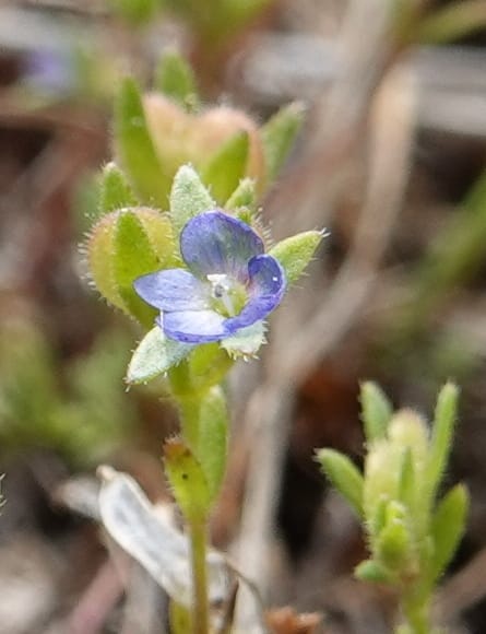 Veronica arvensis, C. Davidson 13751--Oregon. Wallowa Co. Zumwalt.Trail Cr. Rd. 4 Jun 2018. DSC04078 (28).JPG