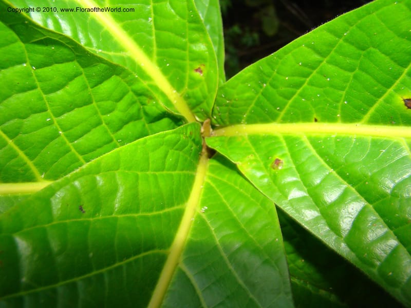 Ocotea valerioides, B. Hammel 24650--Costa Rica. Prov. Limon. Selva Bananito Lodge. 12 Apr 08. 309 (6).jpg