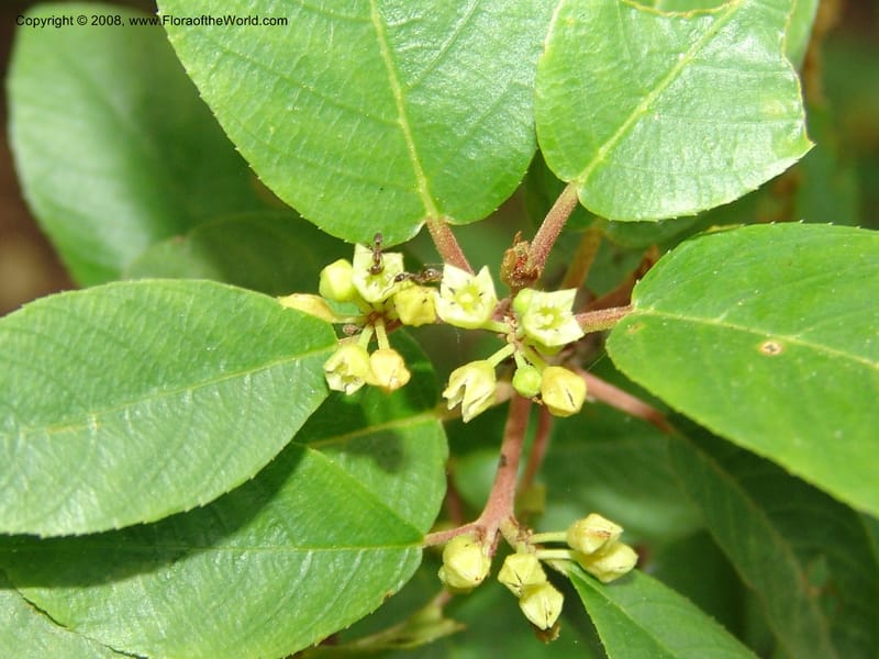 Rhamnus rubra ssp obtusissima, 83.1245--CA. UC Berkeley Bot. Garden. 31 May 07. 627.jpg