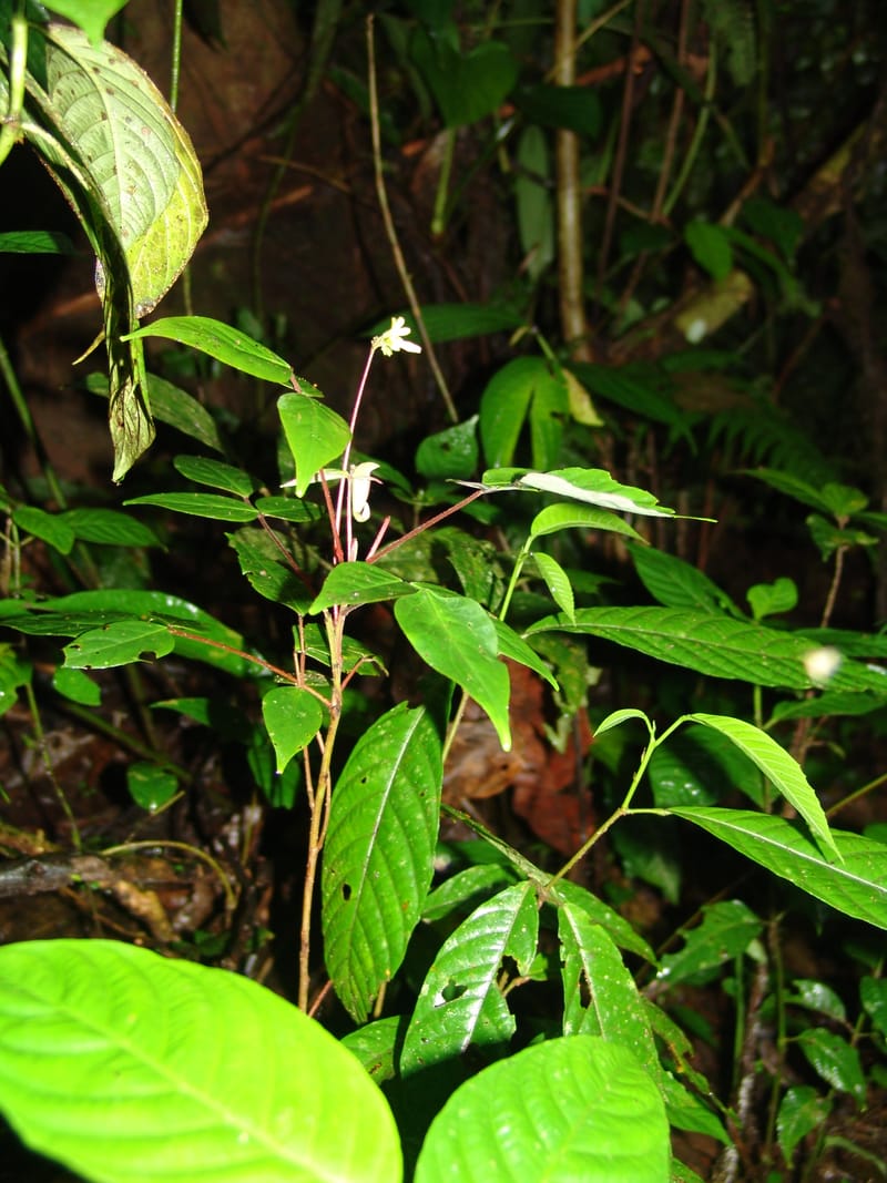 Oxalis, Croat94404--Ecuador. Prov. Pichincha. Res. Guaycuyacu. 10 Feb 05. 056.jpg