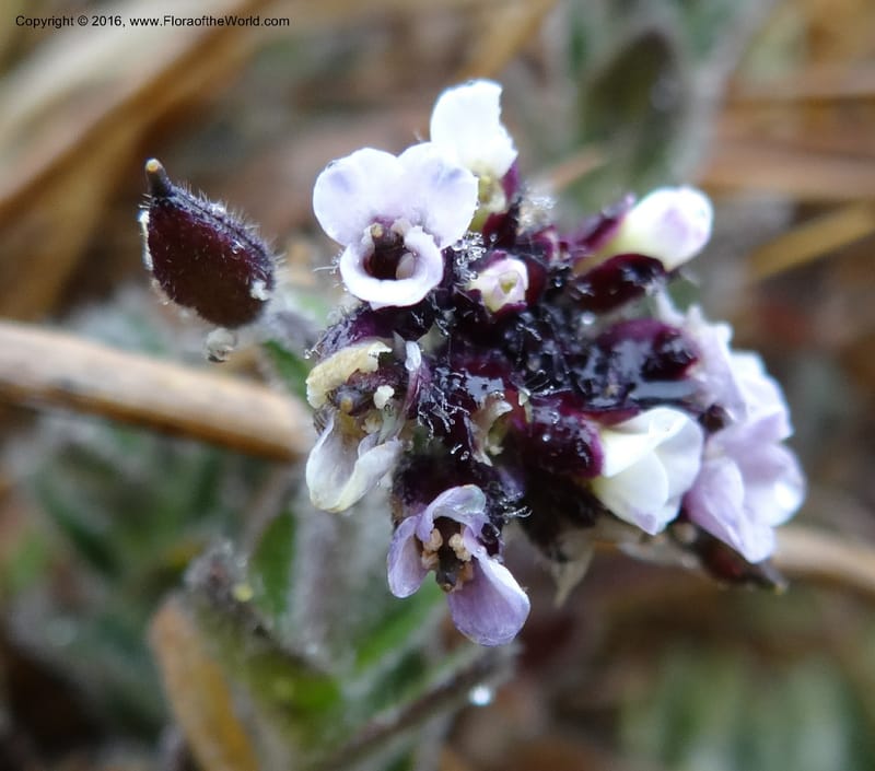 Draba, Ulloa, C 2421--Ecuador. Pichincha. Nevado Cayambe. 6 Oct 2012. DSC07236 (178).JPG