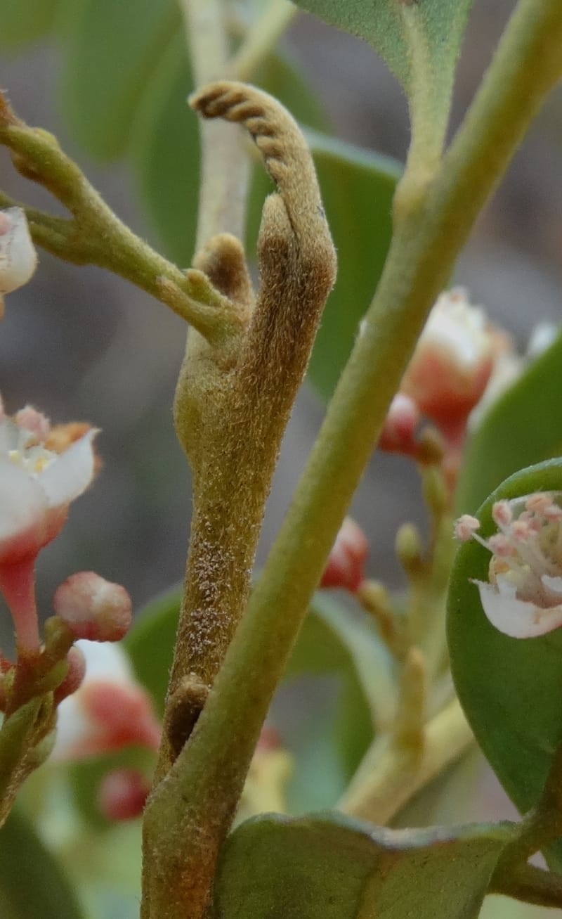 Guioa villosa, Callmander, M 1257--New Caledonia. Tiebaghi. 17 Nov 2015. DSC03437 (195).JPG
