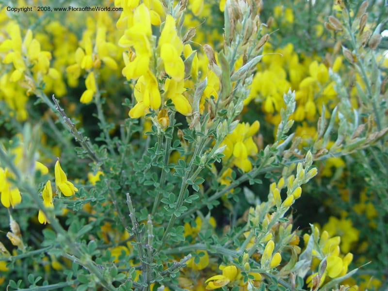 Genista canariensis--Spain. Barcelona Botanic Garden. 21 Apr 04.  087.jpg