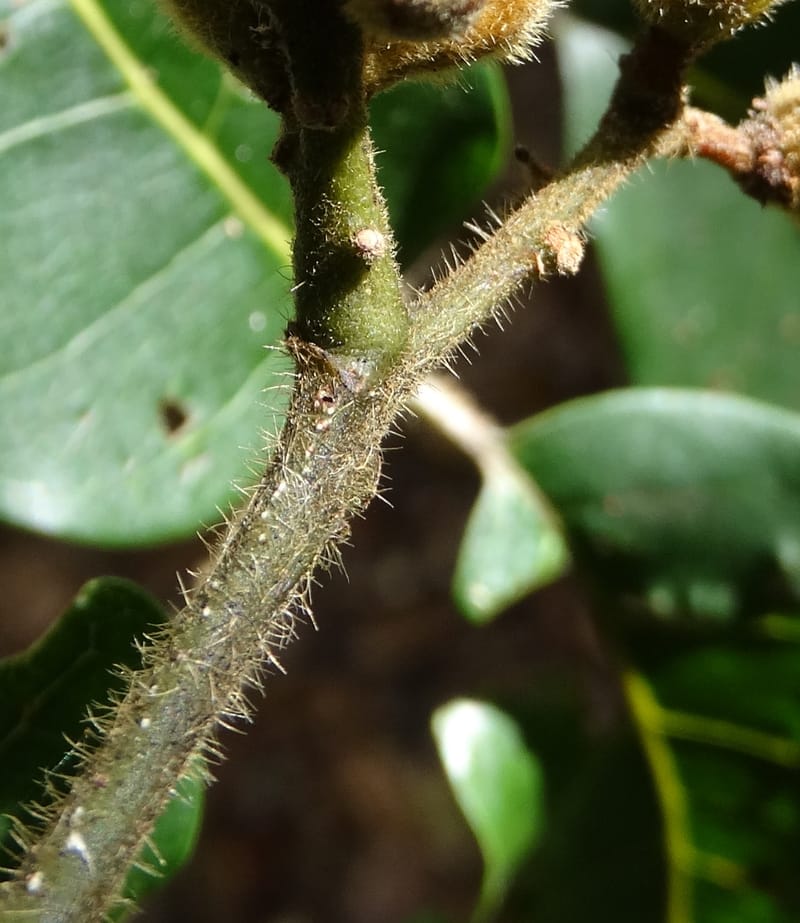 Alectryon hirsutus, Munzinger, J 7422--New Caledonia. Foret du Koghi. 13 Nov 2015. DSC02196 (82).JPG