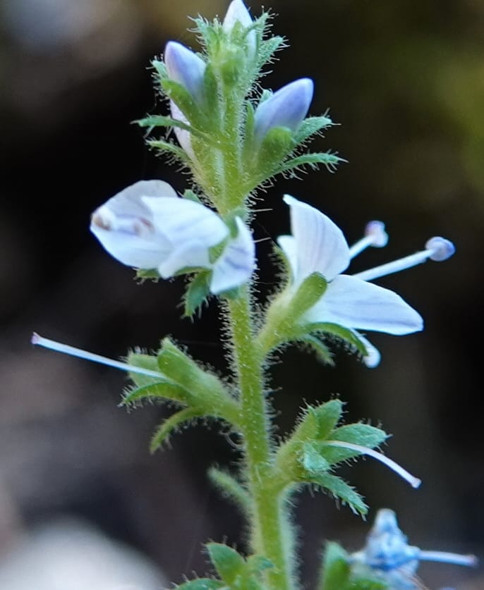 Veronica officinalis, C. Davidson 13799--ID. Latah Co. FSR 447. 7 Jul 2018. DSC05707 (125).JPG