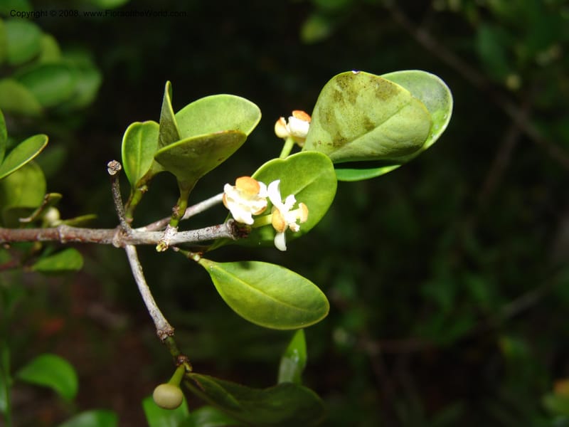 Garcinia, R.Ranaivojaona1378--Madag. Prov. Toliara. Mandena Centr. Res. Ecol. 18 Jan 06. 151.jpg