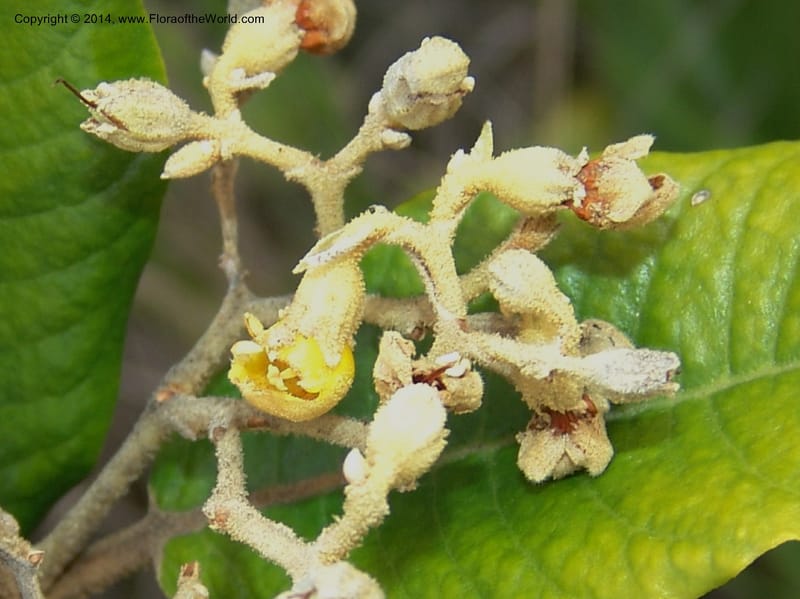 Anastrabe integerrima--So.Africa. E. Cape. Umtamvuna Nat. Res. 11 Mch 05. 078a (1).jpg