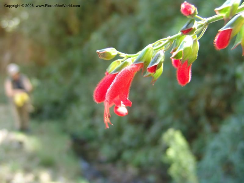 Salvia, Croat93230--Ecuador. Prov. Pichincha. Old hwy Quito to Sto. Domingo. 12 Aug 04. 053.jpg