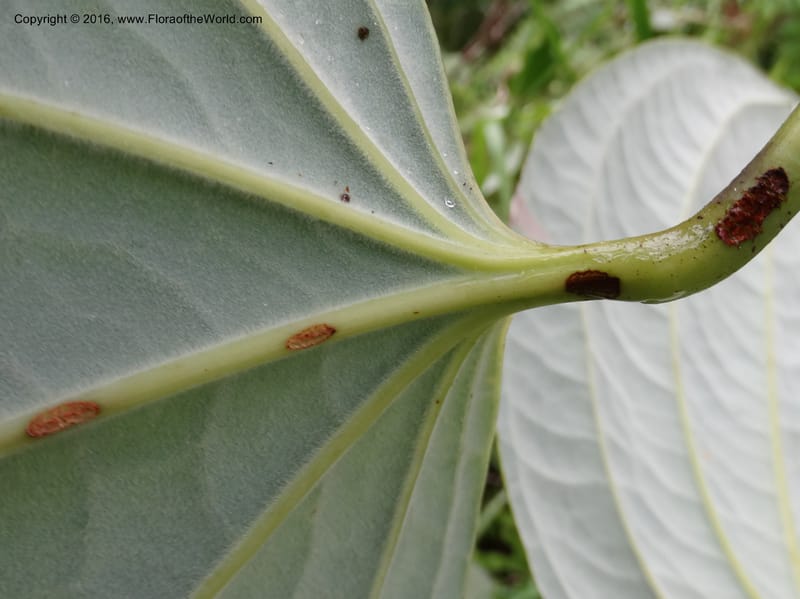 Smilax borneensis, Davidson, C 12935--Sabah. Kinabalu Nat. Park. Nalumad Substesen. 29 Mar 2015. DSC01294 (202).JPG