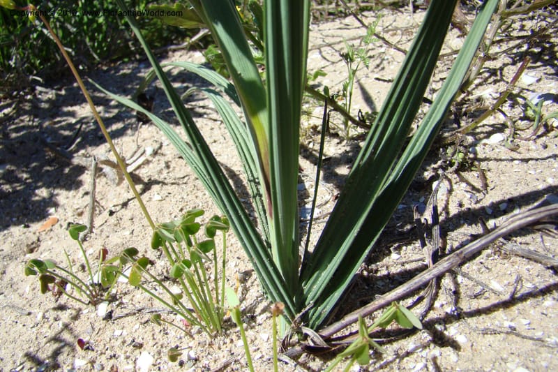 Babiana ringens, C. Davidson 11501--South Africa. Western Cape. R27, 5 km N of Velddrif. 24 Aug 09. 080 (2).jpg