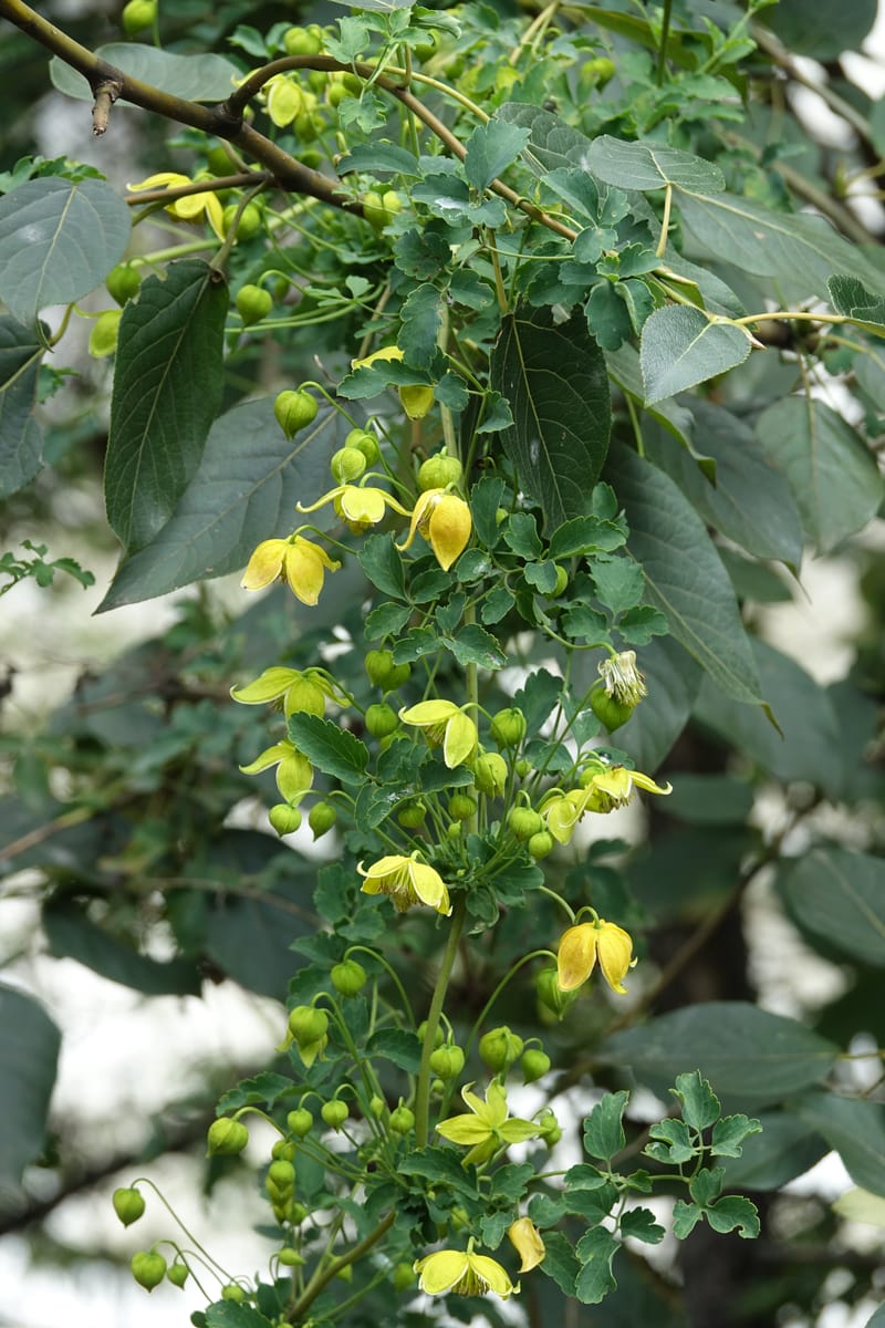 Clematis tangutica, Not collected--China. Sichuan. Yibailingba-gou. 12 Aug 2017. DSC04660 (451).JPG