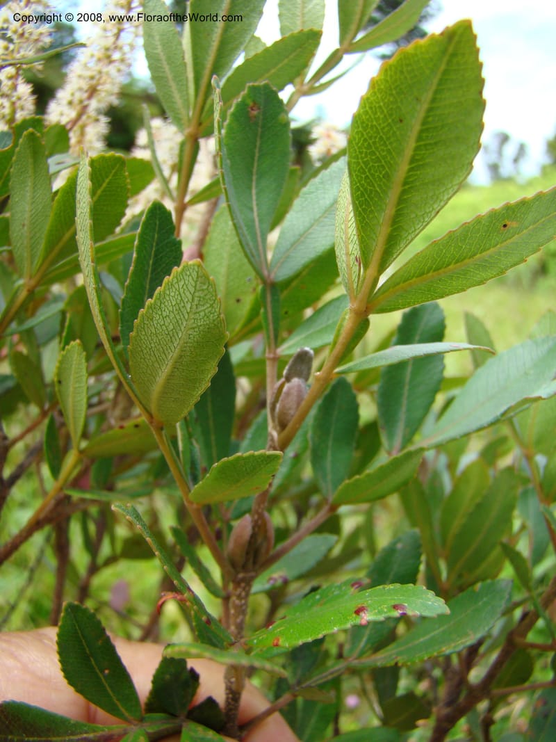Cunonia disticha, JMunzinger4753--New Caledonia. Mandjelia. 13 Nov 07. 054.jpg