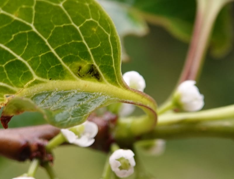 Ilex polyneura, D. Boufford 44125--China. Yunnan. Da Wei Shan. 2 May 2018. DSC01093 (330).JPG