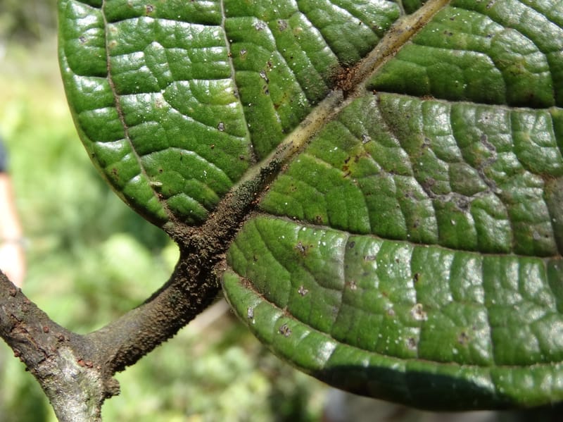 Cryptocarya constricta, Munzinger, J 7371--Fiji. Wailevu Rd. 6 Nov 2015. DSC09846 (7).JPG