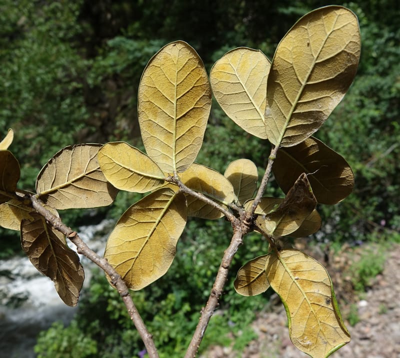 Quercus, C. Davidson 13759--China. Sichuan. Yibailingba-gou. 12 Aug 2017. DSC04660 (396).JPG