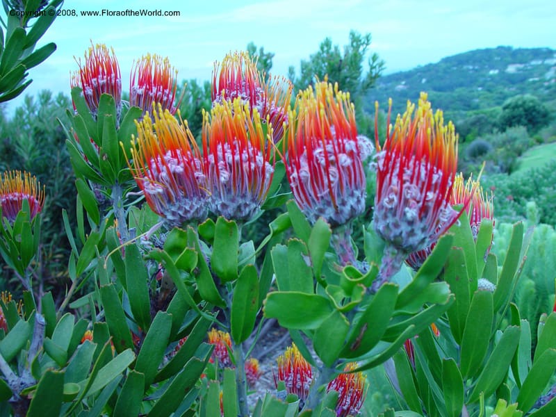 Leucospermum--So. Africa. Cape Province. Kirstenbosch Bot. Gard. 20 Nov 02. 057.jpg