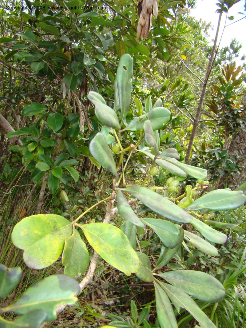 Schefflera crassipes, PLowry6900--N.Caled. Plateau de Poro. 16 Nov 07. 130.jpg